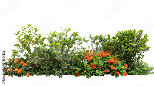 Lush garden bushes cut out on transparent background.

