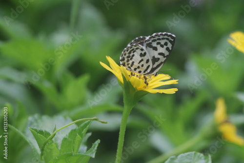Wallpaper Mural butterfly on a flower Torontodigital.ca