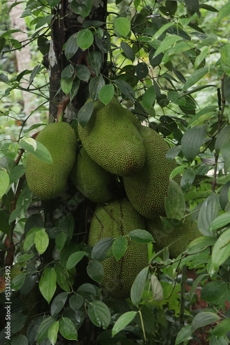 Wallpaper Mural Green jackfruits at home garden  Torontodigital.ca