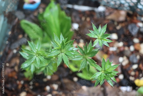 Wallpaper Mural green plant in the garden Torontodigital.ca