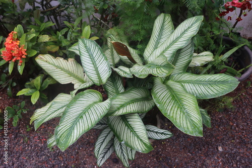 Wallpaper Mural close up of a green plant Torontodigital.ca