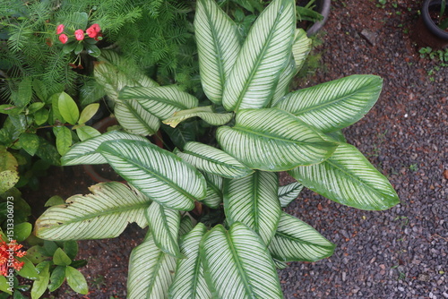 Wallpaper Mural green plant in the garden Torontodigital.ca