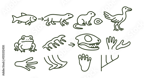 Line style icons of evolutionary links and transitional species: fish to amphibian, reptile to bird, early mammal traits, synapsid skull, feathered dinosaur, proto-frog, amphibian limb transition,