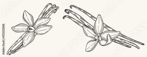Vanilla flowers and pods outline set. Hand drawn vanilla. Spices sketch style. Vanilla orchid vector illustration on isolated background.
