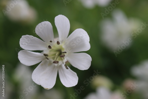 lepnica zwarta Druett's Variegated Silene uniflora