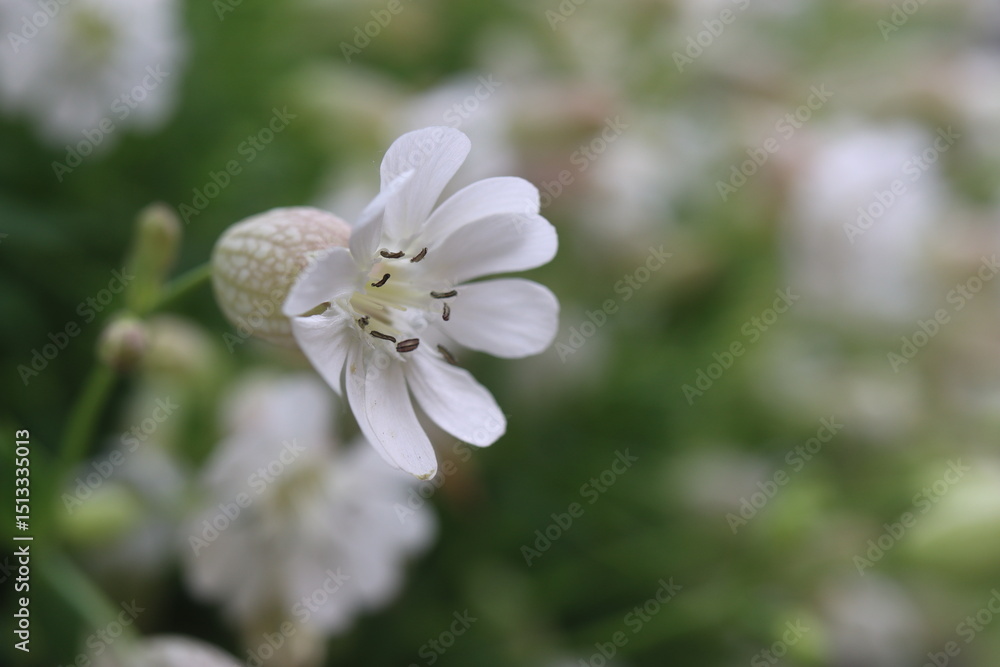 Obraz premium lepnica zwarta Druett's Variegated Silene uniflora
