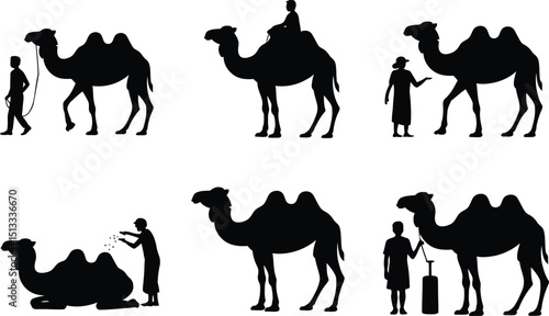 Silhouette of camels and people in different desert scenarios, transportation and caring.