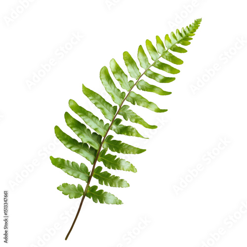 Boston Fern Nephrolepis Exaltata isolated on transparent background. png