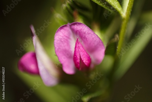Close up of common vetch (vicia sativa) flowers in bloom