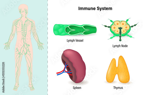 Human lymphatic system. Lymphatic vessel, lymph nodes, spleen and thymus. Immune system.