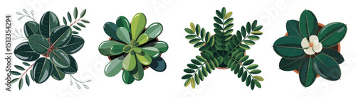 Realistic top view vector illustrations of diverse house plants, isolated on transparent background. Perfect for design, decor, gardening, and botanical projects.