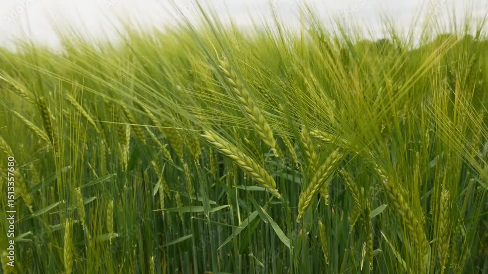 A spring field of spring barley under a cloudy sky. Green youth, organic farming, natural agricultural background. A spring field of spring barley under a cloudy sky. Green youth, organic farming, natural agricultural background.
