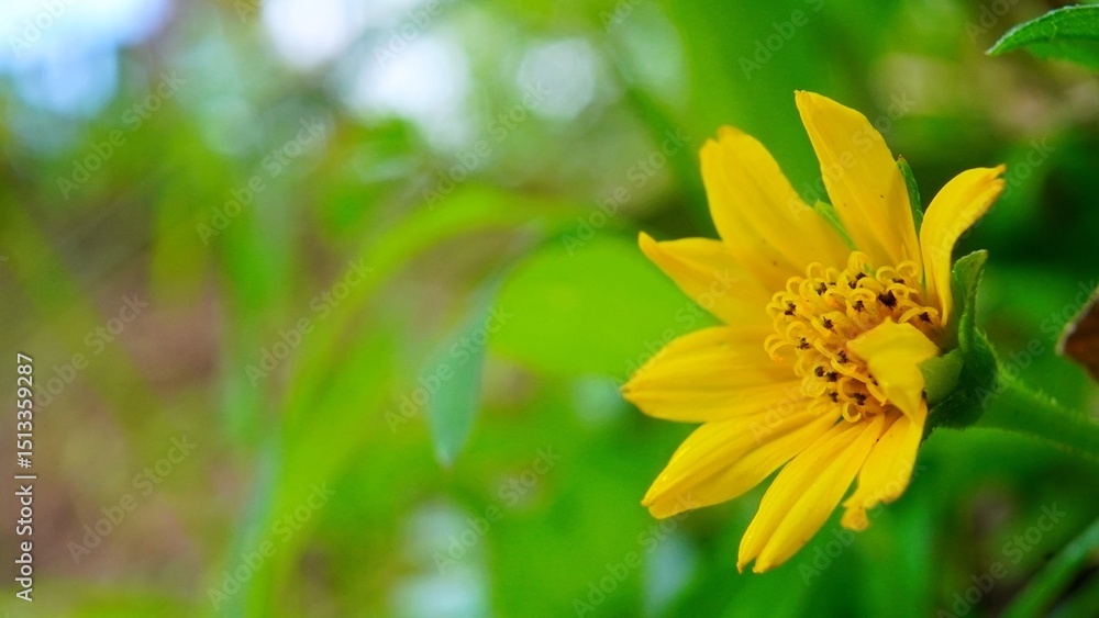 Close up of a bright yellow flower with green foliage. Concept of nature, spring, and floral beauty. Close up of a bright yellow flower with green foliage. Concept of nature, spring, and floral beauty.