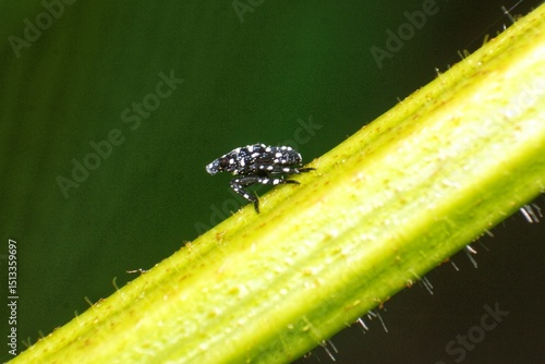 Young spotted lanternfly nymph on the plant close up