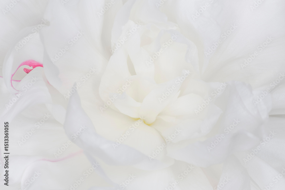 close up of beautiful fresh white peony close up of beautiful fresh white peony