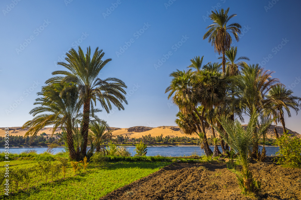 Fototapeta premium Fields on the right bank of the Nile river, upper Egypt
