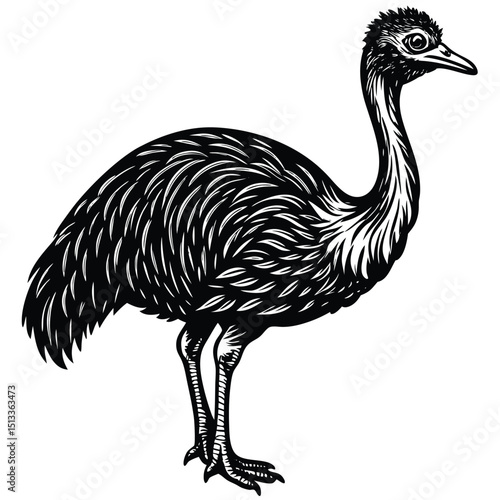 Isolated vector illustration of an ostrich, a wild bird with distinct feathers and beak, on a white background