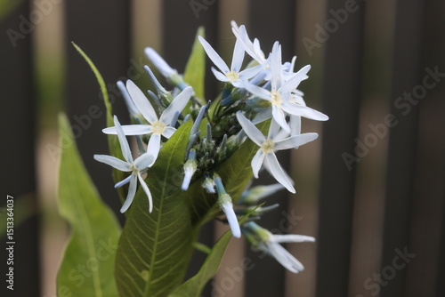 Amsonia illustris Amsonia lśniąca