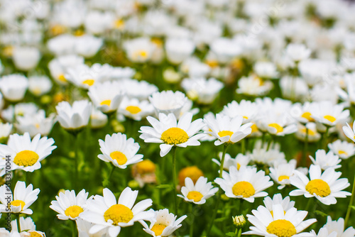Beautiful wild flowers daisies in morning cool haze in nature spring close-up macro. Delightful airy artistic image beauty summer nature.
