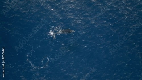 Wallpaper Mural Majestic Humpback Whale Swimming Underwater in Deep Ocean Torontodigital.ca