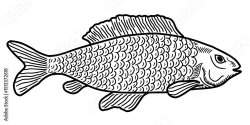 Hand drawn carp fish vector illustration. Sketch style freshwater fish on white background