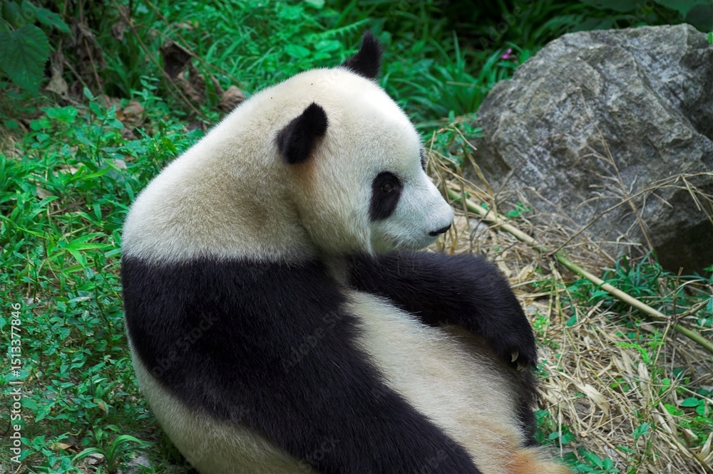Fototapeta premium Chiny Guilin 2010 - Panda wielka, Ailuropoda melanoleuca, zwierzę pod ochroną, głowa, zwierzę chronione