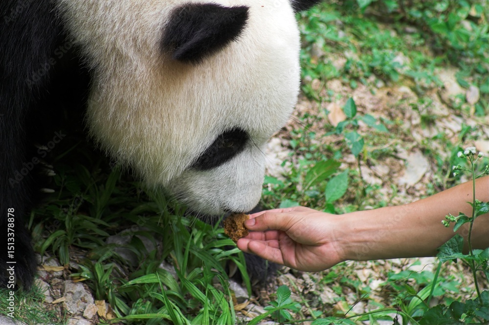 Fototapeta premium Chiny Guilin 2010 - Panda wielka, Ailuropoda melanoleuca, ręka podaje pokarm zwierzęciu, zwierzak obwąchuje podawany pokarm, karmienie zwierzęcia, zwierzę pod ochroną, głowa, zwierzę chronione 