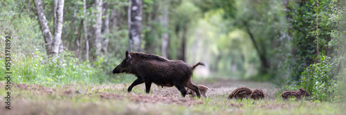 Female Wild boar 