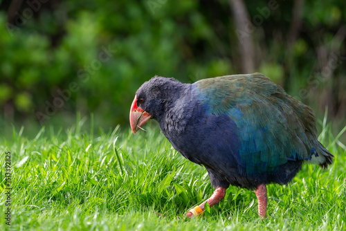 Takahe on the grass