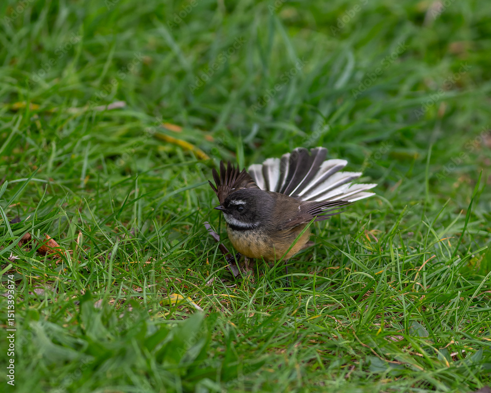 Obraz premium Fantail bird on the grass