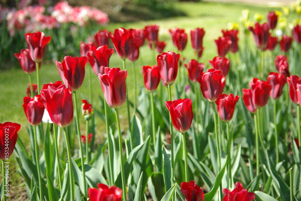 Fototapeta premium Tulipes rouges au printemps