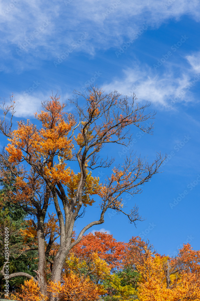 Fototapeta premium Zelkova tree with sparse autumn foliage contrasts with the deep blue sky, delicate clouds drift above, highlighting the vibrant seasonal colors of Japan natural scenery