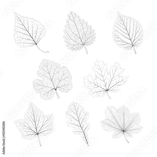 Set of vector isolated monochrome single leaves