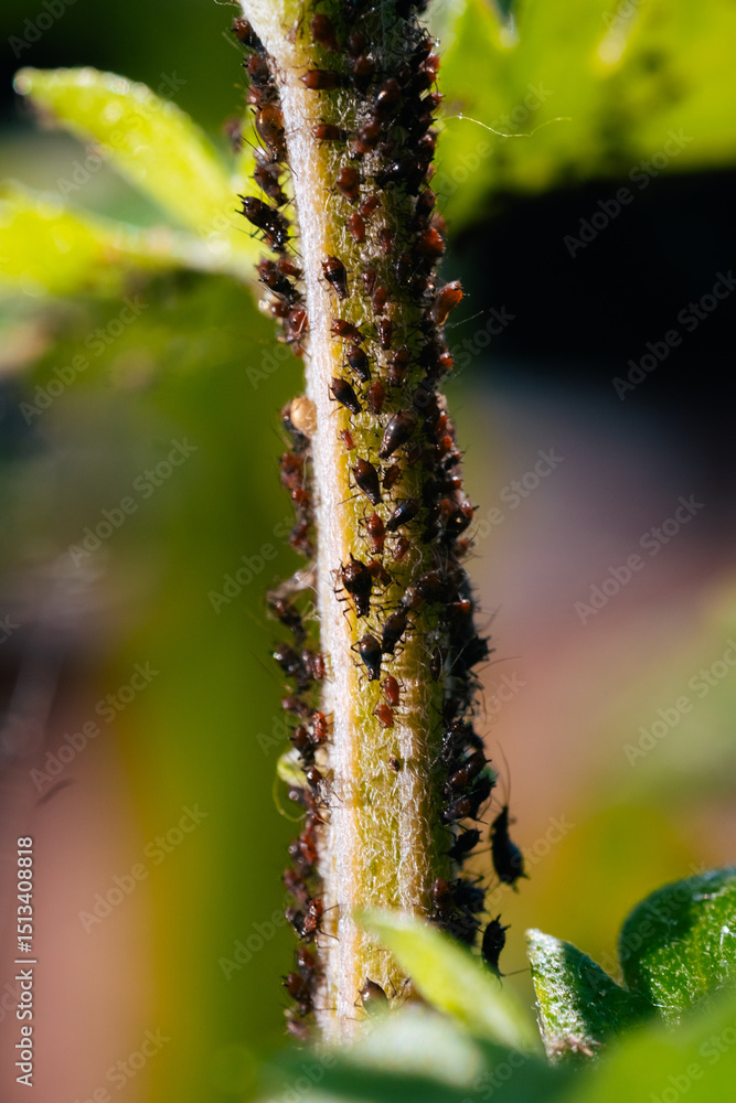 Naklejka premium Macro photo of a plant stem infested with aphids. Dense colony of small insects feeding on sap, forming a natural pattern on the bright green surface in morning sunlight