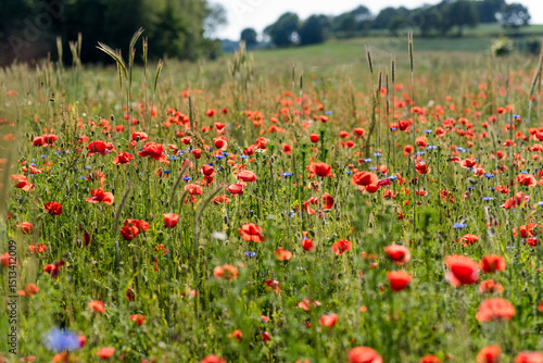 Poppies in the field