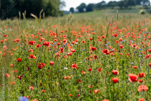 Poppies in the field