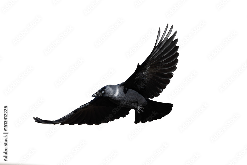 Naklejka premium crow in flight on clear backgroung 