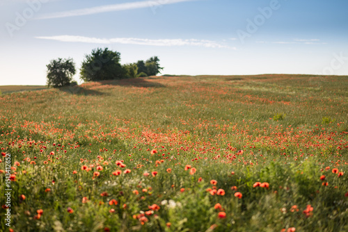 Poppies in the field