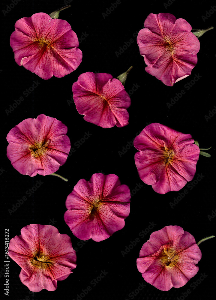Obraz premium pink petunias flower pattern