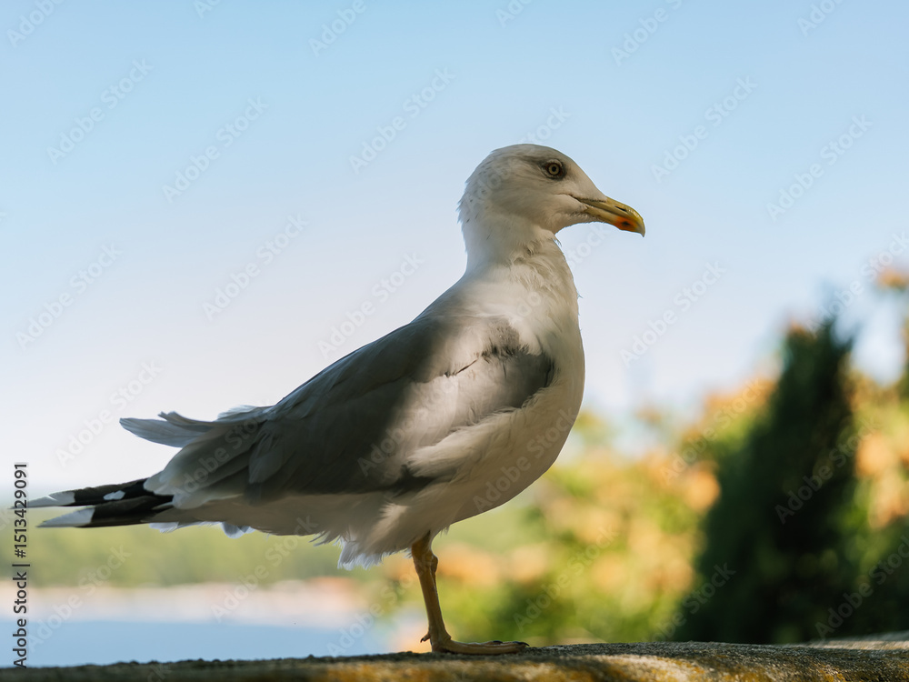 Obraz premium seagull on the rock