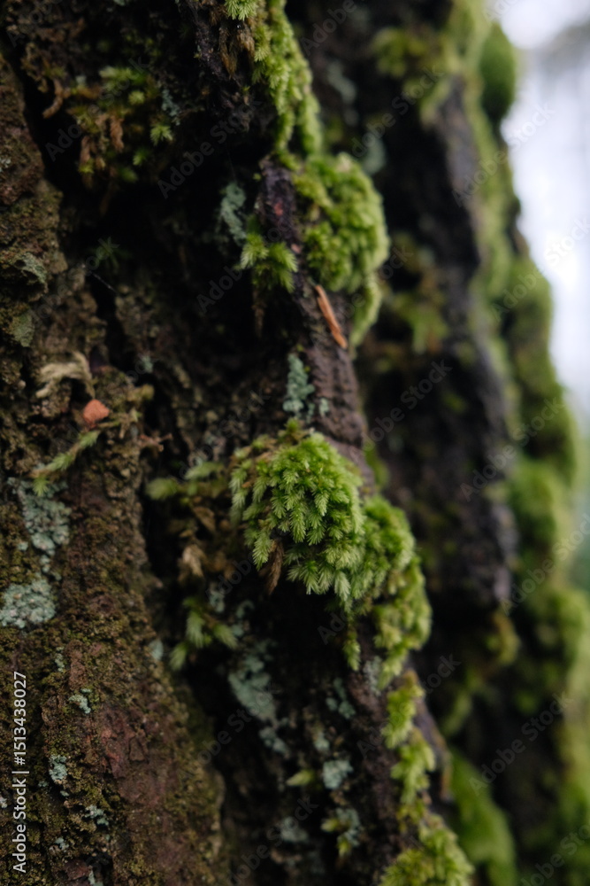 Obraz premium green moss