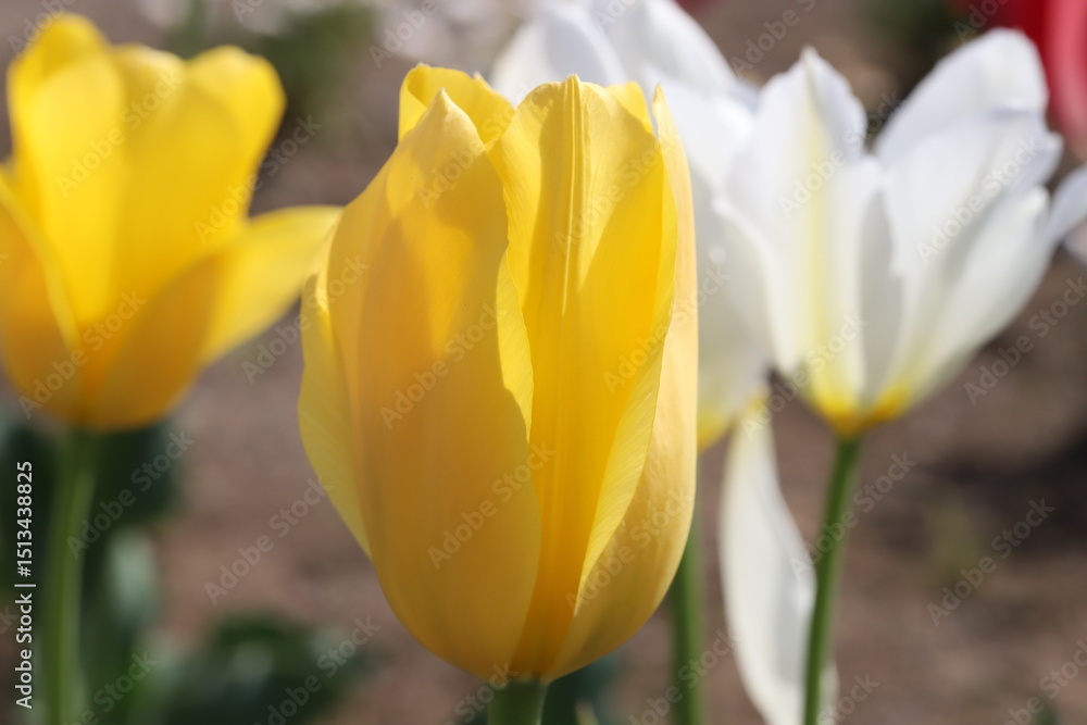 Obraz premium 日本の春の庭に咲く黄色と白のチューリップの花