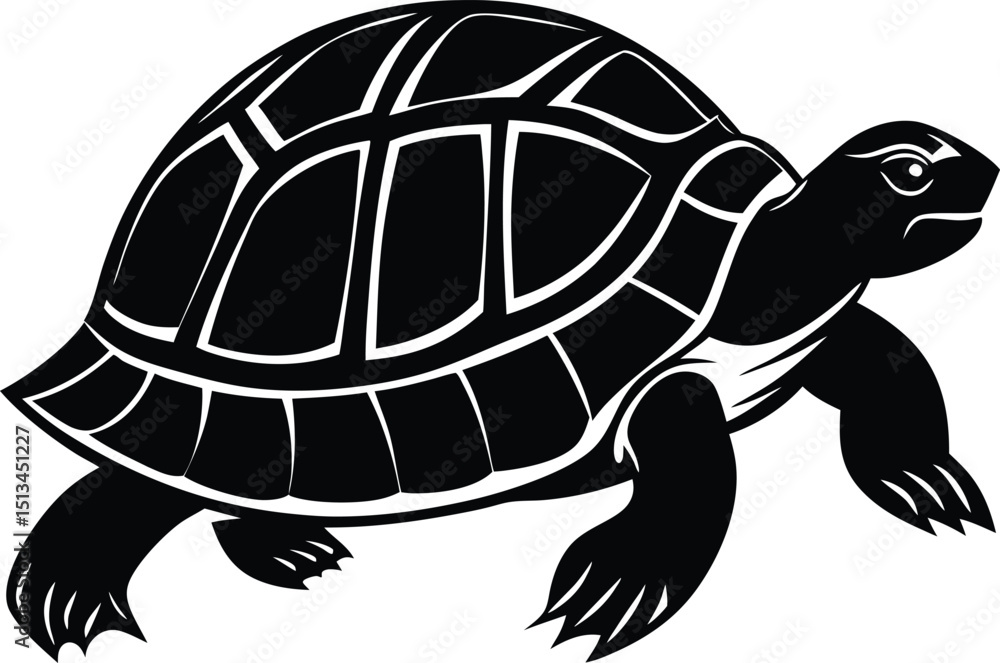 Fototapeta premium turtle on the beach