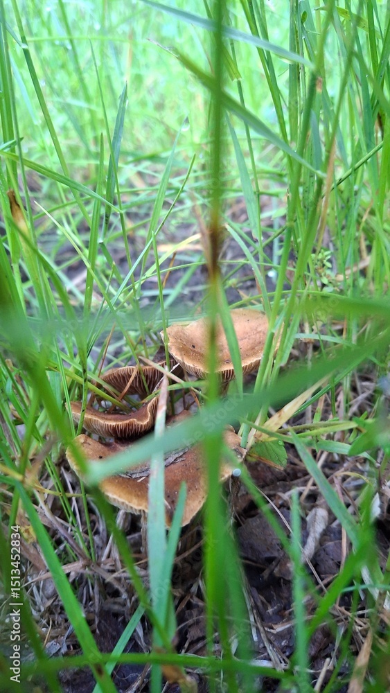 Wild brown mushrooms growing among green grass in a natural forest setting. Earthy tones and close-up texture perfect for organic, foraging, or nature-themed visuals. Wild brown mushrooms growing among green grass in a natural forest setting. Earthy tones and close-up texture perfect for organic, foraging, or nature-themed visuals.