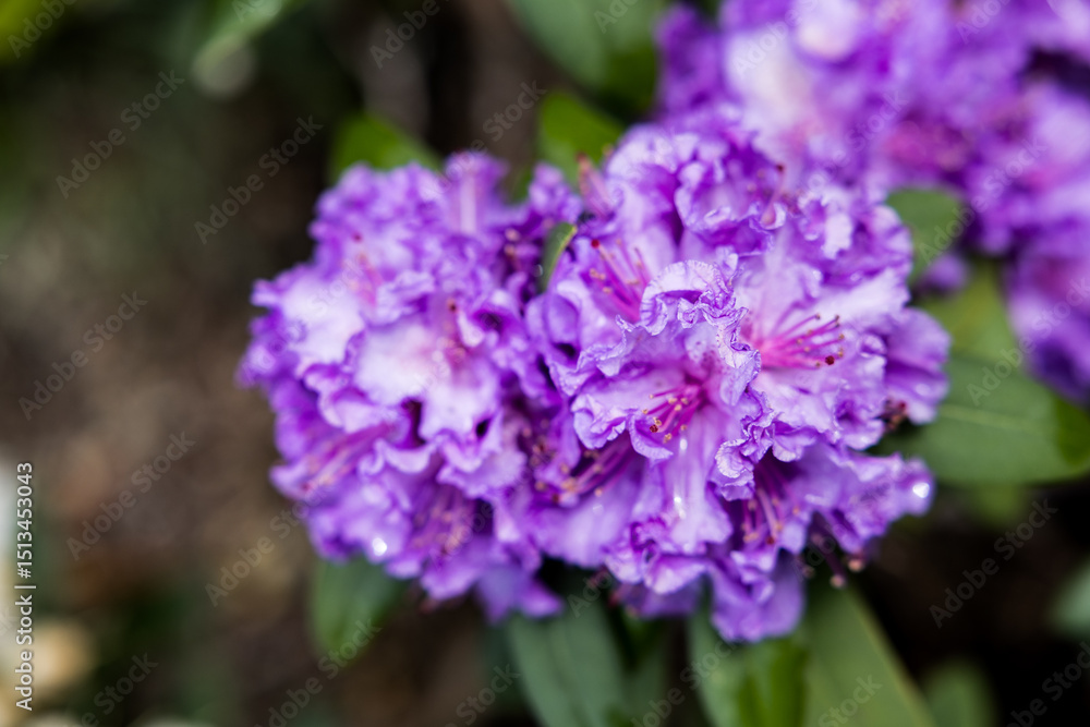 Beautiful plants from the home garden. Beautiful plants from the home garden.