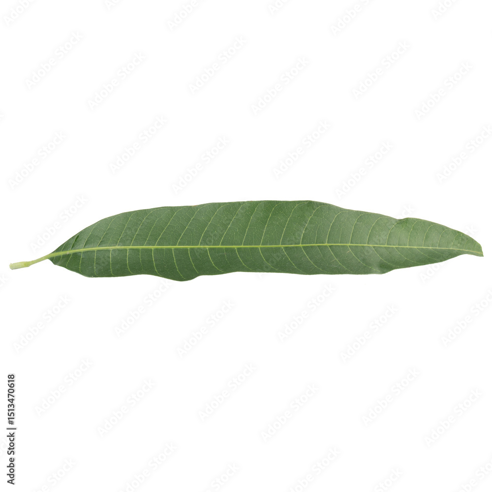 Fototapeta premium leaf collection isolated on white background