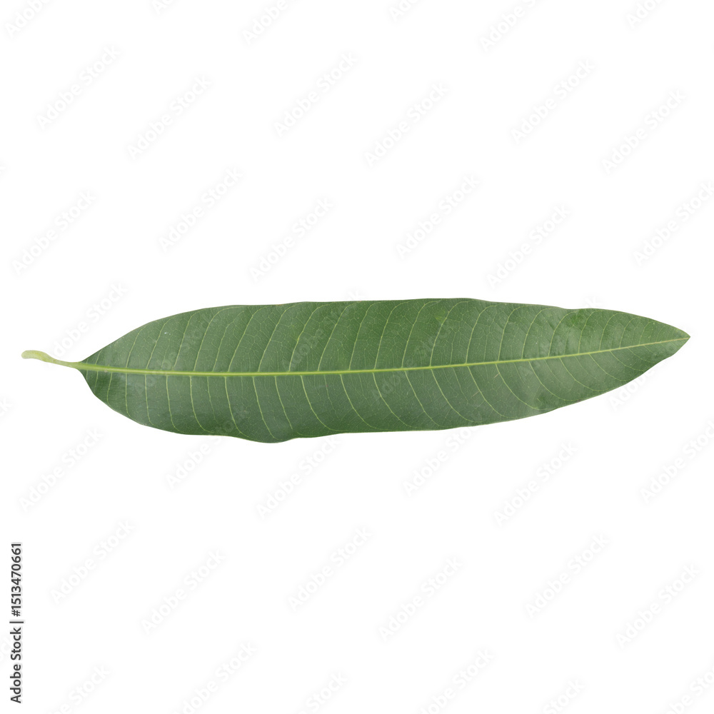 Fototapeta premium leaf collection isolated on white background