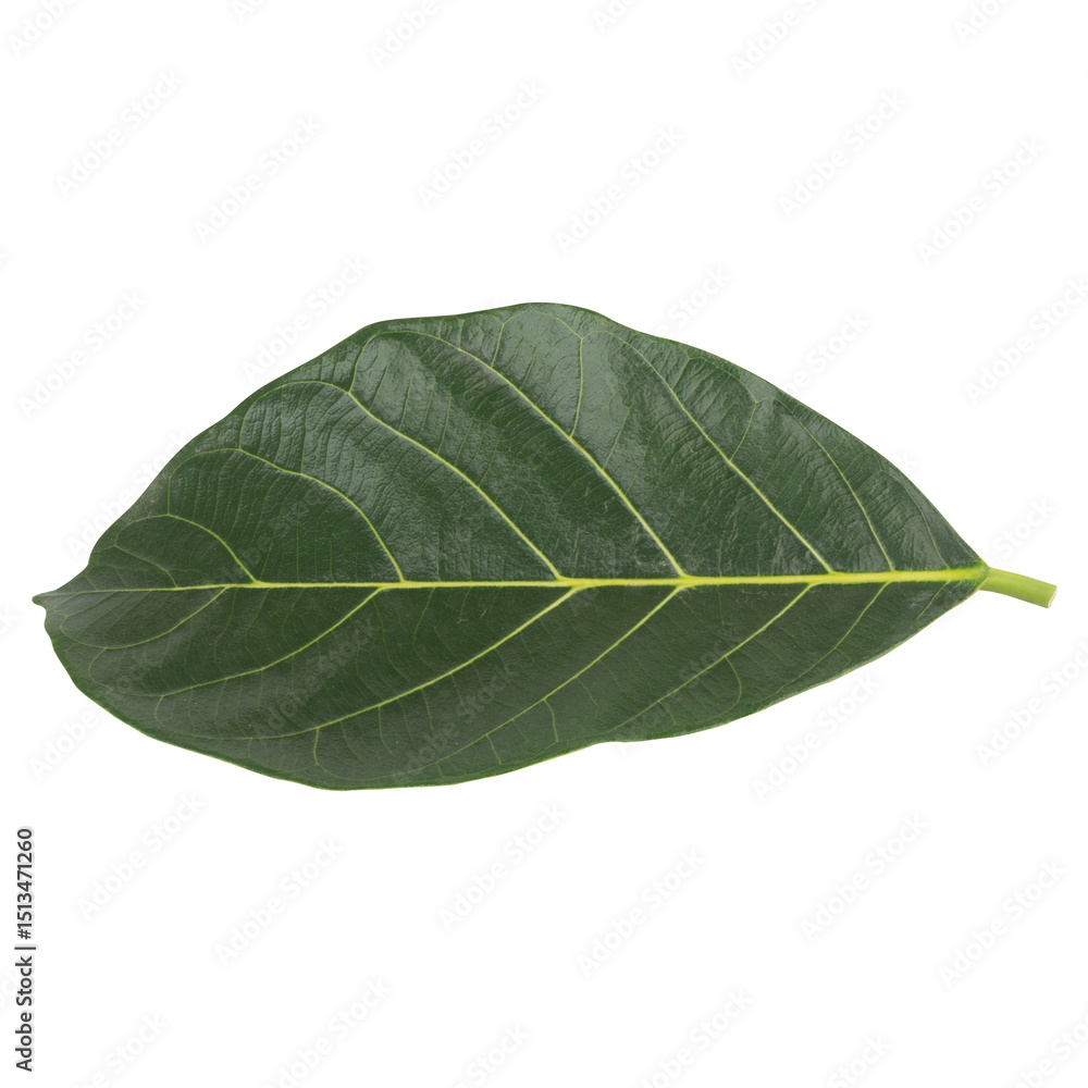 Obraz premium leaf collection isolated on white background