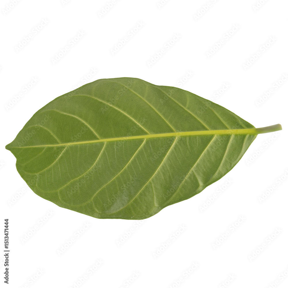 Obraz premium leaf collection isolated on white background