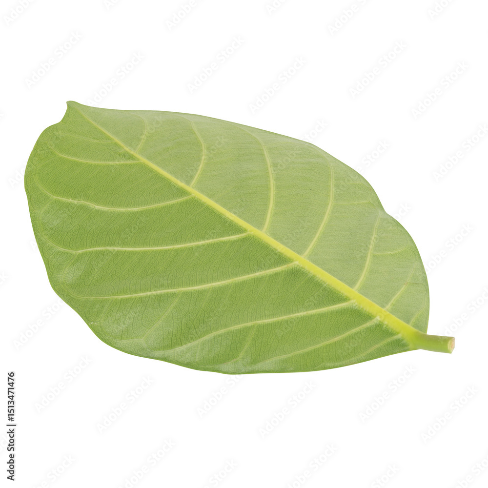 Obraz premium leaf collection isolated on white background